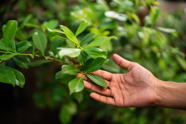 Best Tree Health Inspection  in Pipestone, MN