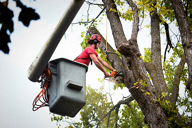 Best Hazardous Tree Removal  in Pipestone, MN
