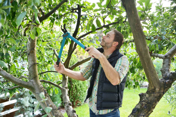Best Tree Cabling and Bracing  in Pipestone, MN